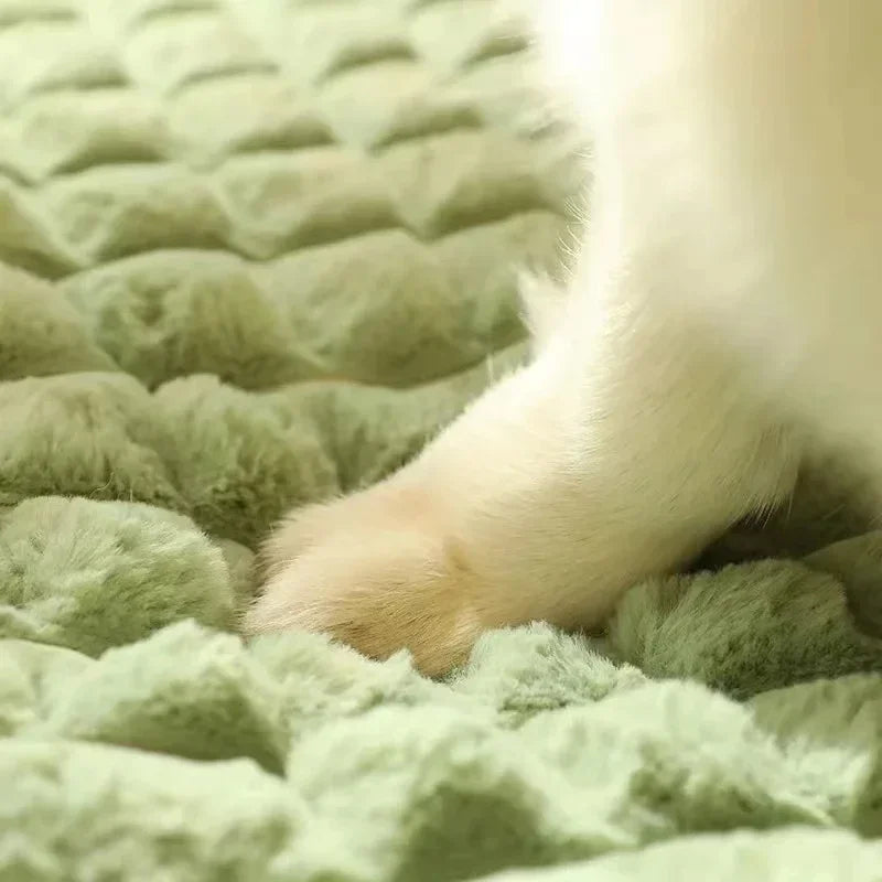 Coussin orthopédique chien mousse mémoire