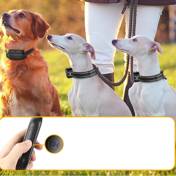 Collier dressage chien télécommande rechargeable